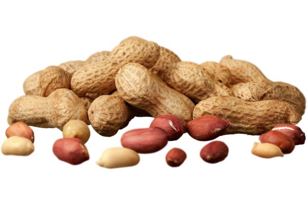 Peanut-Alternative proteins africa