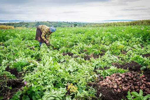 Smallholder farmer