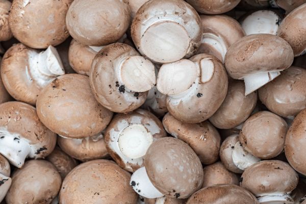 Agaricus campestris