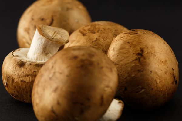 Agaricus silvaticus