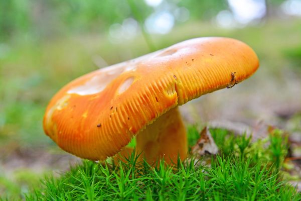 Amanita caesarea