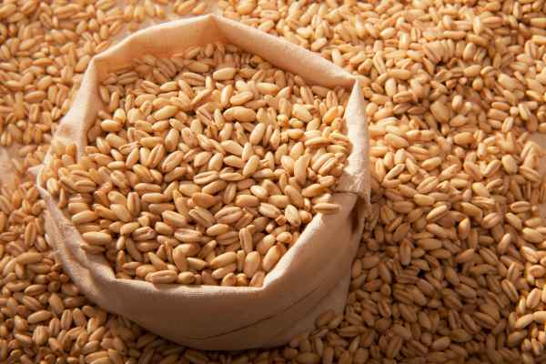 Alternative Protein Africa Barley