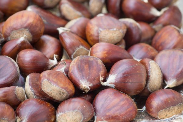 Chestnuts-alternative proteins africa