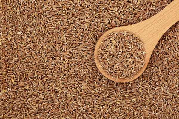 Alternative Protein Africa Farro