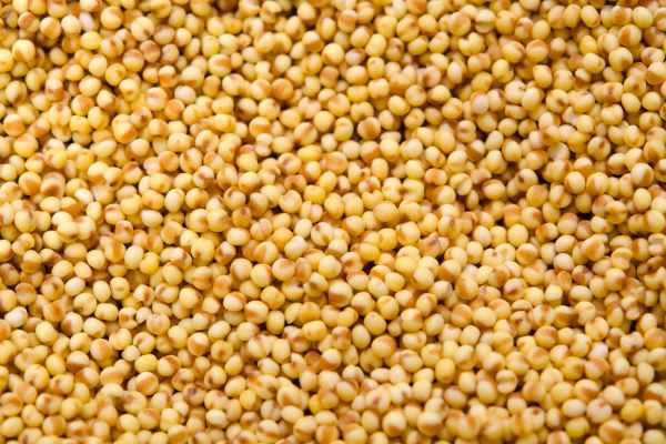 Alternative Protein Africa Millet