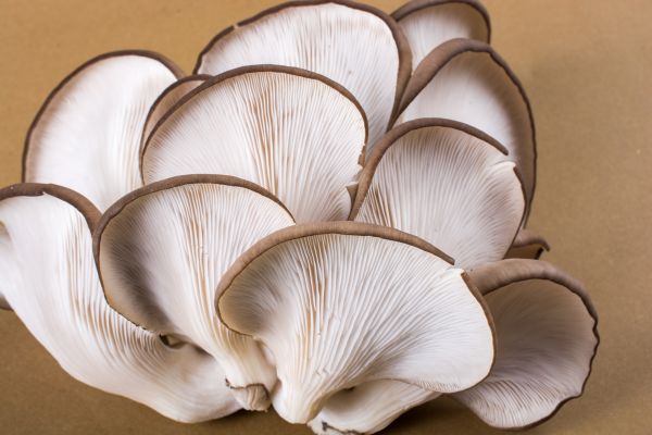 Pleurotus ostreatus